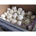 Garlic price/Fresh garlic/Wholesale garlic